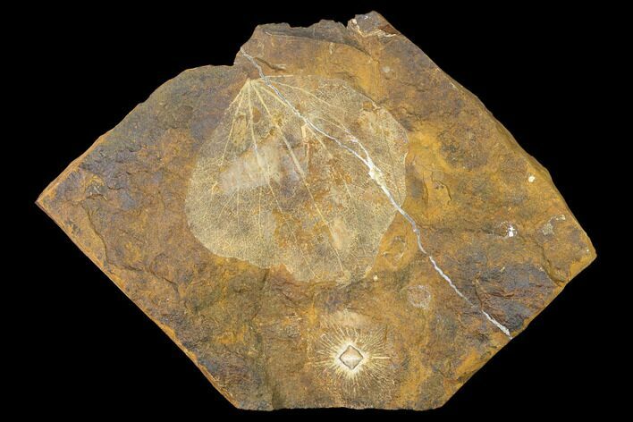 Paleocene Fossil Leaf and Winged Walnut Fruit - North Dakota #145307